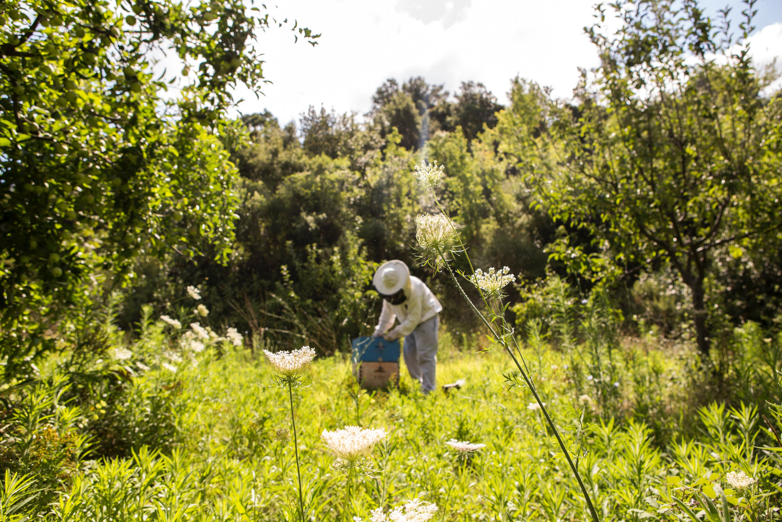 3 Ways Propolis Will Up Your Healthstyle